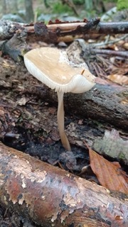 foto di Funghi